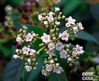 viburnum viburnum