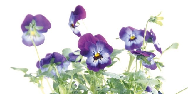 Una bordura di viole cose di casa Creare colore viola