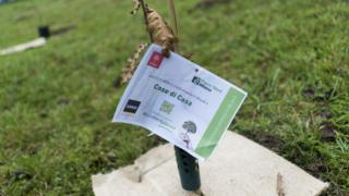 Foresta sciuker Foresta sciuker