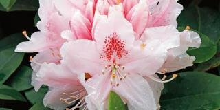 Rhododendron ‘Albert Schweitzer’ – rododendro