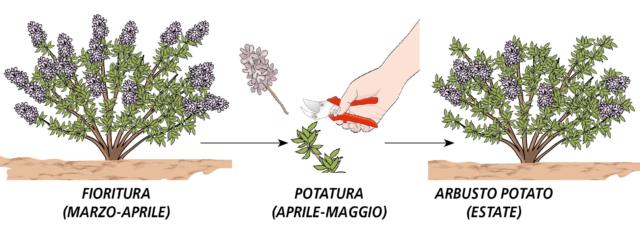 potatura lillà subito dopo fioritura potatura lillà subito dopo fioritura
