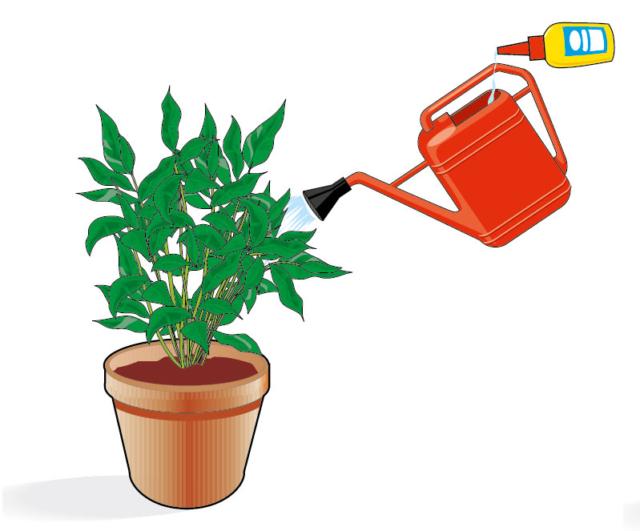1. I concimi liquidi sono concentrati e, prima di essere usati, devono essere diluiti nell’acqua d’irrigazione e poi forniti al terreno con l’innaffiatoio: la pianta assorbirà gli elementi nutritivi immediatamente, attraverso le radici. In etichetta si specifica sempre la dose da diluire in acqua (le confezioni sono solitamente dotate di tappino dosatore) e la frequanza con cui fornirlo alla pianta (di solito ogni 10 giorni circa). 1. I concimi liquidi sono concentrati e, prima di essere usati, devono essere diluiti nell’acqua d’irrigazione e poi forniti al terreno con l’innaffiatoio: la pianta assorbirà gli elementi nutritivi immediatamente, attraverso le radici. In etichetta si specifica sempre la dose da diluire in acqua (le confezioni sono solitamente dotate di tappino dosatore) e la frequanza con cui fornirlo alla pianta (di solito ogni 10 giorni circa).