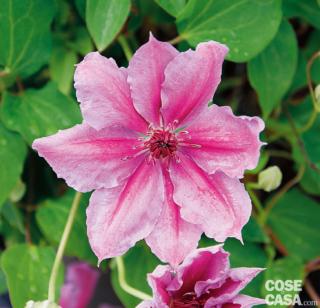 Con i suoi fiori meravigliosi, clematis è la regina delle rampicanti. Con i suoi fiori meravigliosi, clematis è la regina delle rampicanti.