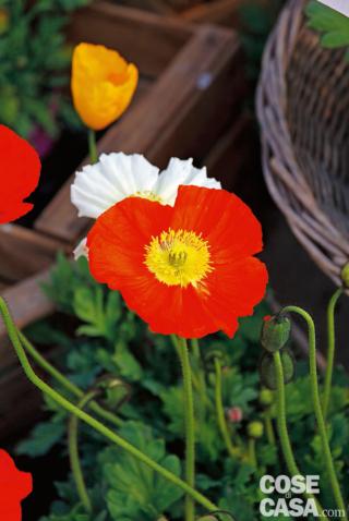 Il papavero è una pianta dall'aspetto gracile, sottile e delicato ma si dimostra più resistente di quanto si pensi. Il papavero è una pianta dall'aspetto gracile, sottile e delicato ma si dimostra più resistente di quanto si pensi.