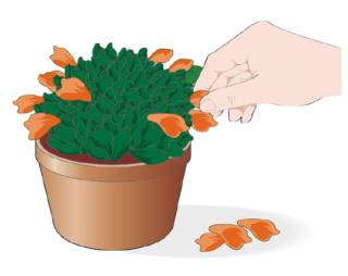 eliminare fiori sfioriti dalle piante grasse eliminare fiori sfioriti dalle piante grasse