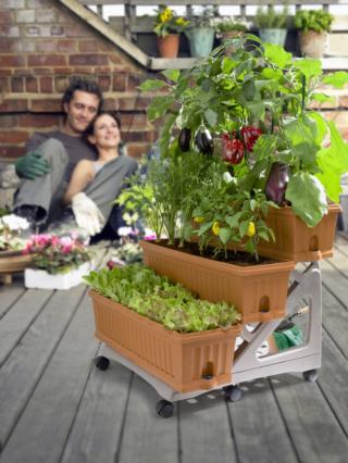 Kit 3 Fioriere Orto di Bama. Chi non ha mai sognato un piccolo orto sul balcone ? Per avere le verdure e le erbe aromatiche a portata di mano, un vero piccolo orto a km zero. Questa è una soluzione pratica, si sviluppa su gradini per una migliore esposizione al sole. Un utile vano per riporre gli attrezzi da giardinaggio, le ruote facilitano lo spostamento. La confezione contiene : 3 fioriere con sottovasi , 2 fianchetti laterali, 1 base, 6 ruote, 4 bastoncini, 1 libretto per consigli. Misura 80x74x H 73 cm. Prezzo 79,90 Euro. www.bamagroup.com Kit 3 Fioriere Orto di Bama. Chi non ha mai sognato un piccolo orto sul balcone ? Per avere le verdure e le erbe aromatiche a portata di mano, un vero piccolo orto a km zero. Questa è una soluzione pratica, si sviluppa su gradini per una migliore esposizione al sole. Un utile vano per riporre gli attrezzi da giardinaggio, le ruote facilitano lo spostamento. La confezione contiene : 3 fioriere con sottovasi , 2 fianchetti laterali, 1 base, 6 ruote, 4 bastoncini, 1 libretto per consigli. Misura 80x74x H 73 cm. Prezzo 79,90 Euro. www.bamagroup.com