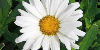 Leucanthemum var. ‘Daisy May’ – Margheritone