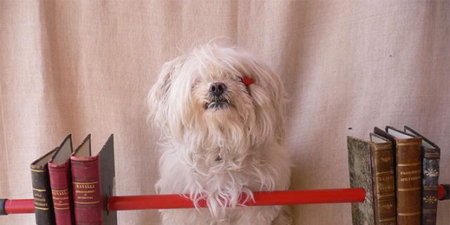 Viaggio musicale nell’arte e nella letteratura con…Tiffany “Animal academicum” by Masha Sirago e Gianfranco Messina Viaggio musicale nell’arte e nella letteratura con…Tiffany “Animal academicum” by Masha Sirago e Gianfranco Messina