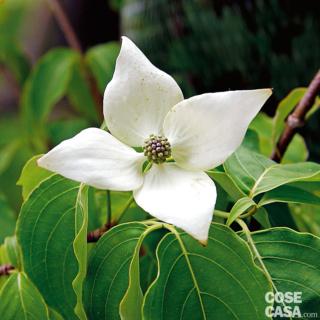 cornus cornus