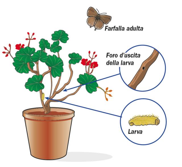 Per evitare brutte sorprese, al momento dell’acquisto occorre valutare bene la pianta osservandola. Verificare la presenza di eventuali fori di fuoriuscita delle larve, sui fusti o nei boccioli, o di sintomi di appassimento dei fiori o di parti di pianta. Per evitare brutte sorprese, al momento dell’acquisto occorre valutare bene la pianta osservandola. Verificare la presenza di eventuali fori di fuoriuscita delle larve, sui fusti o nei boccioli, o di sintomi di appassimento dei fiori o di parti di pianta.