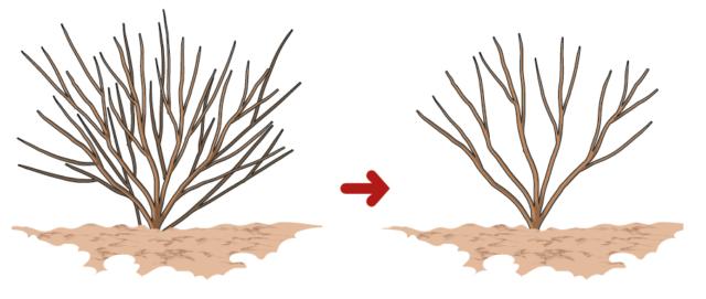 Una lieve potatura primaverile viene, invece, eseguita ogni anno per ripulire la pianta da rami secchi, deboli o lesionati. Con questo intervento, inoltre, si mantiene la pianta nella forma voluta, evitando che si allarghi troppo. Una lieve potatura primaverile viene, invece, eseguita ogni anno per ripulire la pianta da rami secchi, deboli o lesionati. Con questo intervento, inoltre, si mantiene la pianta nella forma voluta, evitando che si allarghi troppo.