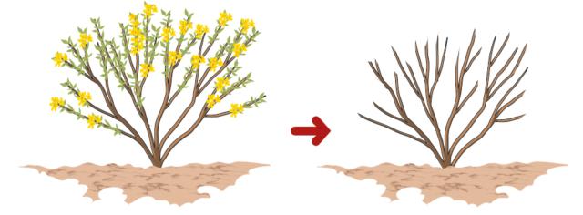 Sempre ogni anno, è importante una potatura dopo la fioritura, a settembre od ottobre, quando i fiori sono tutti appassiti: quest’intervento viene fatto al fine di evitare lo sviluppo dei frutti, e quindi dei semi, che, una volta maturi, vengono scagliati all’apertura del baccello andando a disseminarsi tutt’intorno. Tutti i rami che hanno fiorito vengono quindi raccorciati asportando i fiori secchi. In questo modo, inoltre, viene favorito l’infoltimento della chioma nelle piante più giovani e viene diradata, invece, la chioma di quelle più vecchie e disordinate. Sempre ogni anno, è importante una potatura dopo la fioritura, a settembre od ottobre, quando i fiori sono tutti appassiti: quest’intervento viene fatto al fine di evitare lo sviluppo dei frutti, e quindi dei semi, che, una volta maturi, vengono scagliati all’apertura del baccello andando a disseminarsi tutt’intorno. Tutti i rami che hanno fiorito vengono quindi raccorciati asportando i fiori secchi. In questo modo, inoltre, viene favorito l’infoltimento della chioma nelle piante più giovani e viene diradata, invece, la chioma di quelle più vecchie e disordinate.
