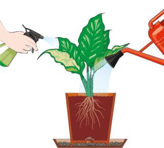 Annaffiare e nebulizzare regolarmente ma non lasciare acqua nel sottovaso. Annaffiare e nebulizzare regolarmente ma non lasciare acqua nel sottovaso.