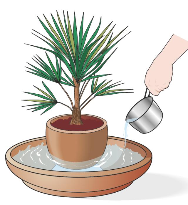 Se ci si assenta per un periodo, predisporre un sottovaso grande o addirittura una bacinella contenente acqua, inserire un elemento per sopraelevare la pianta e appoggiarci sopra il vaso in modo che non sia immerso nell’acqua. In tal modo, l’acqua evapora creando un ambiente gradito alle piante. Inoltre, conviene radunare le piante in un unico locale, avvicinandole le une alle altre, poiché la naturale evaporazione delle foglie reca un vantaggio comune. Se ci si assenta per un periodo, predisporre un sottovaso grande o addirittura una bacinella contenente acqua, inserire un elemento per sopraelevare la pianta e appoggiarci sopra il vaso in modo che non sia immerso nell’acqua. In tal modo, l’acqua evapora creando un ambiente gradito alle piante. Inoltre, conviene radunare le piante in un unico locale, avvicinandole le une alle altre, poiché la naturale evaporazione delle foglie reca un vantaggio comune.