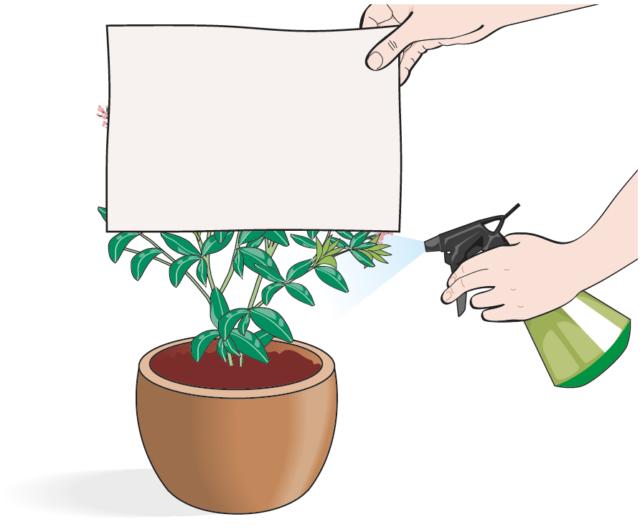 Durante l’irrorazione è bene evitare di bagnare gli eventuali fiori: basta proteggerli con un cartoncino o lastra di plastica; dirigere lo spray solo sulle foglie. Durante l’irrorazione è bene evitare di bagnare gli eventuali fiori: basta proteggerli con un cartoncino o lastra di plastica; dirigere lo spray solo sulle foglie.
