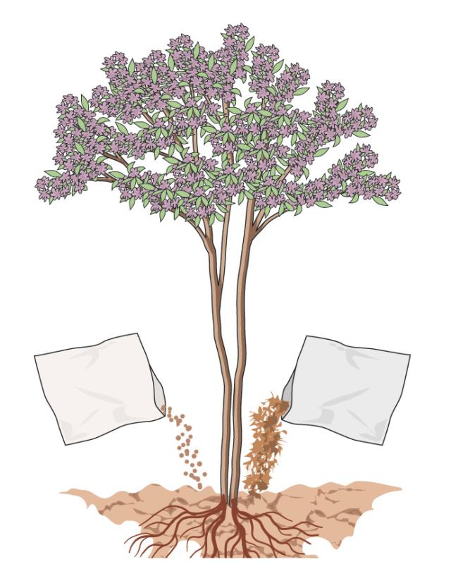 La pianta non richiede necessariamente interventi di concimazione. Tuttavia, volendo incrementare la sua fioritura, sia in termini quantitativi (numero di fiori) che qualitativi (dimensione e colorazione dei fiori), può essere utile, in primavera, distribuire una o due manciate di concime granulare a lenta cessione, o un po’ di letame maturo, ai piedi della pianta. La pianta non richiede necessariamente interventi di concimazione. Tuttavia, volendo incrementare la sua fioritura, sia in termini quantitativi (numero di fiori) che qualitativi (dimensione e colorazione dei fiori), può essere utile, in primavera, distribuire una o due manciate di concime granulare a lenta cessione, o un po’ di letame maturo, ai piedi della pianta.