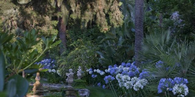 Villa della Pergola. Un mare di agapanti Villa della Pergola. Un mare di agapanti