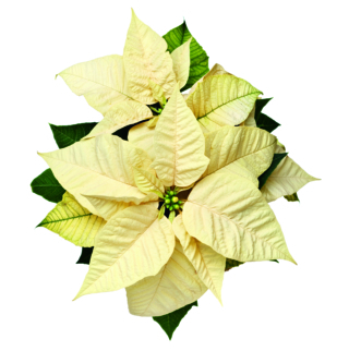 Yellow Christmas Poinsettia Yellow Christmas Poinsettia