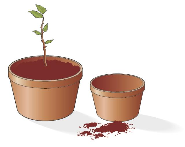 Talea pianta ibisco in vaso più grande Talea pianta ibisco in vaso più grande