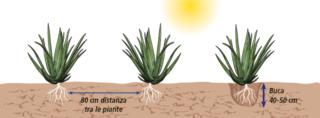 distanza tra piante aloe vera distanza tra piante aloe vera