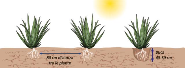 Volendo fare una fila di Aloe vera, a margine di una aiuola, ad esempio, si scavino buche profonde circa 40-50 cm a distanza di almeno 80 cm l’una dall’altra, in modo tale da ottenere una schiera fitta ma non sovrapposta delle piante attigue. Volendo fare una fila di Aloe vera, a margine di una aiuola, ad esempio, si scavino buche profonde circa 40-50 cm a distanza di almeno 80 cm l’una dall’altra, in modo tale da ottenere una schiera fitta ma non sovrapposta delle piante attigue.