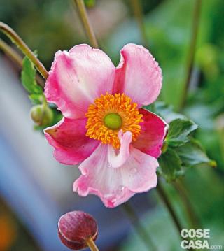 Anemone varietà Pink Kiss. Anemone varietà Pink Kiss.