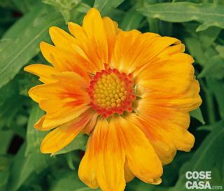 Gaillardia gialla varietà "Chloe". Gaillardia gialla varietà "Chloe".