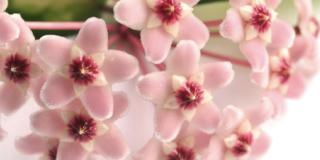 Hoya, fiori di cera