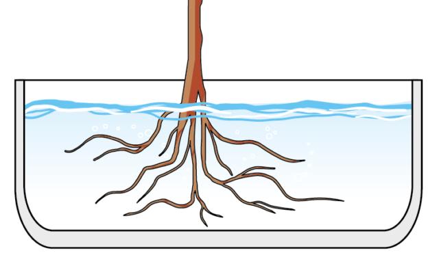 1. Per passare dalla coltivazione tradizionale a quella in idrocoltura, la prima cosa da fare è estrarre la pianta dal vaso e eliminare completamente la terra pulendo l’apparato radicale con meticolosità. Bisogna immergere le radici della pianta in acqua tiepida, rinnovata più volte. poi la pianta può essere trasferita. 1. Per passare dalla coltivazione tradizionale a quella in idrocoltura, la prima cosa da fare è estrarre la pianta dal vaso e eliminare completamente la terra pulendo l’apparato radicale con meticolosità. Bisogna immergere le radici della pianta in acqua tiepida, rinnovata più volte. poi la pianta può essere trasferita.