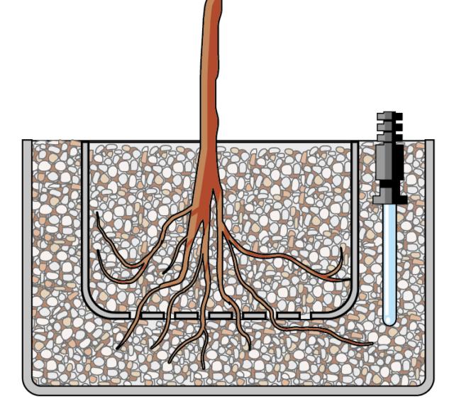 2. Si prepara il contenitore più interno, che si presenta di plastica trasparente con molti fori su ogni superficie, mettendo uno strato di argilla espansa di 2 cm. Poi si inserisce la pianta e si colma con altra argilla espansa, evitando di lasciare delle intercapedini vuote intorno alle radici. Nel vaso esterno, più grande con le pareti senza fori, si stende uno strato di 3 cm di argilla espansa e vi si appoggia sopra il contenitore già pronto. Quindi si colma lo spazio tra i due con la restante argilla. Posizionare anche l’indicatore del livello dell’acqua. Infine si aggiunge l’acqua nel contenitore esterno fino a raggiungere l’altezza massima sull’indicatore di livello. 2. Si prepara il contenitore più interno, che si presenta di plastica trasparente con molti fori su ogni superficie, mettendo uno strato di argilla espansa di 2 cm. Poi si inserisce la pianta e si colma con altra argilla espansa, evitando di lasciare delle intercapedini vuote intorno alle radici. Nel vaso esterno, più grande con le pareti senza fori, si stende uno strato di 3 cm di argilla espansa e vi si appoggia sopra il contenitore già pronto. Quindi si colma lo spazio tra i due con la restante argilla. Posizionare anche l’indicatore del livello dell’acqua. Infine si aggiunge l’acqua nel contenitore esterno fino a raggiungere l’altezza massima sull’indicatore di livello.