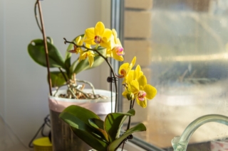 orchidea in estate orchidea in estate