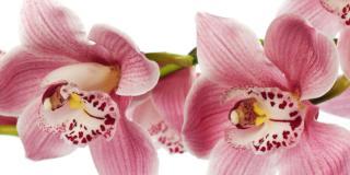 Le orchidee adesso riposano