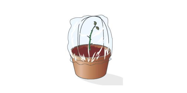 Una volta messa in terra, a una profondità di 4-5 cm, la talea va mantenuta in una posizione semiombreggiata (non sotto i raggi diretti del sole) e calda. Per mantenere sempre il giusto livello di umidità ed evitare che la talea si disidrati e secchi, è consigliabile nebulizzare acqua a temperatura ambiente, o coprirla con un cellophane trasparente bucherellato, o,con una bottiglia in plastica trasparente, privata del tappo e del fondo. come una mini serretta fai-da-te. Una volta messa in terra, a una profondità di 4-5 cm, la talea va mantenuta in una posizione semiombreggiata (non sotto i raggi diretti del sole) e calda. Per mantenere sempre il giusto livello di umidità ed evitare che la talea si disidrati e secchi, è consigliabile nebulizzare acqua a temperatura ambiente, o coprirla con un cellophane trasparente bucherellato, o,con una bottiglia in plastica trasparente, privata del tappo e del fondo. come una mini serretta fai-da-te.