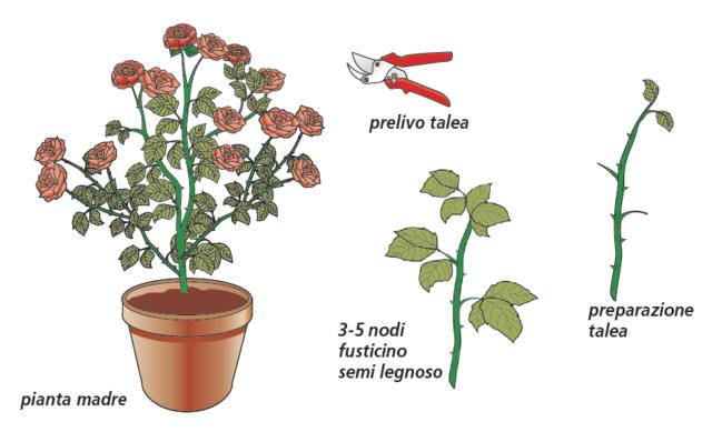 1- Per moltiplicare le rose, occorre per prima identificatare la pianta-madre che si desidera riprodurre, Quindi bisogna tagliarne una porzione di fusticino, la talea. Questa deve essere di consistenza semilegnosa, meglio se di un anno, sana, vigorosa e dritta. Per eseguire il taglio si utilizzino forbici da potare con lame ben affilate e pulite, in modo tale che sia netto, privo di sfilacciature dei tessuti e di impurità.2- La talea deve essere lunga circa 15 cm e costituita da 3-5 nodi. Sempre con le forbici, si asporta l’apice della talea, tagliandolo circa 1 cm sopra l’ultimo nodo, eseguendo il taglio in maniera obliqua, così da far scorrere le gocce d’acqua che eventualmente vi si depositano ed evitare che si fermino sulla sezione di taglio facendo marcire i tessuti. Allo stesso modo, si taglia la parte basale della talea, appena al di sotto del primo nodo. Questo andrà “accecato”, cioè privato di gemma e foglia, poiché questa porzione di talea andrà interrata e da questo nodo si svilupperanno le radici nuove.3- Per limitare la traspirazione e la conseguente disidratazione della talea, vengono tolte le foglie anche dagli altri nodi, ad eccezione dell’ultima foglia in alto, che viene lasciata. Quello che rimane è una talea pronta per essere messa a radicare in vaso. 1- Per moltiplicare le rose, occorre per prima identificatare la pianta-madre che si desidera riprodurre, Quindi bisogna tagliarne una porzione di fusticino, la talea. Questa deve essere di consistenza semilegnosa, meglio se di un anno, sana, vigorosa e dritta. Per eseguire il taglio si utilizzino forbici da potare con lame ben affilate e pulite, in modo tale che sia netto, privo di sfilacciature dei tessuti e di impurità.2- La talea deve essere lunga circa 15 cm e costituita da 3-5 nodi. Sempre con le forbici, si asporta l’apice della talea, tagliandolo circa 1 cm sopra l’ultimo nodo, eseguendo il taglio in maniera obliqua, così da far scorrere le gocce d’acqua che eventualmente vi si depositano ed evitare che si fermino sulla sezione di taglio facendo marcire i tessuti. Allo stesso modo, si taglia la parte basale della talea, appena al di sotto del primo nodo. Questo andrà “accecato”, cioè privato di gemma e foglia, poiché questa porzione di talea andrà interrata e da questo nodo si svilupperanno le radici nuove.3- Per limitare la traspirazione e la conseguente disidratazione della talea, vengono tolte le foglie anche dagli altri nodi, ad eccezione dell’ultima foglia in alto, che viene lasciata. Quello che rimane è una talea pronta per essere messa a radicare in vaso.