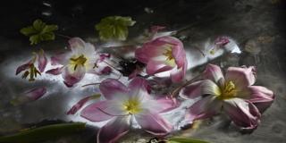 Mario Carrieri. Amata bellezza, fiori e visioni a Villa Carlotta Mario Carrieri. Amata bellezza, fiori e visioni a Villa Carlotta