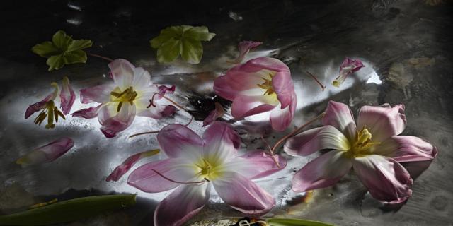 Mario Carrieri. Amata bellezza, fiori e visioni a Villa Carlotta Mario Carrieri. Amata bellezza, fiori e visioni a Villa Carlotta