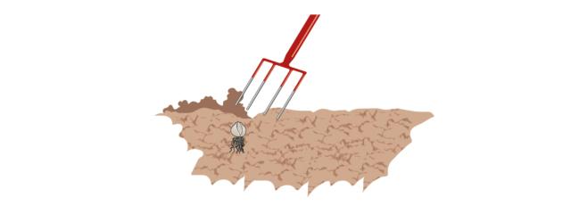 Si smuova lo strato più superficiale di terreno e si individuino i bulbi con precisione. Quindi con l’aiuto di una vanga forca, si estraggano dal terreno con estrema delicatezza per non danneggiarli. Si smuova lo strato più superficiale di terreno e si individuino i bulbi con precisione. Quindi con l’aiuto di una vanga forca, si estraggano dal terreno con estrema delicatezza per non danneggiarli.