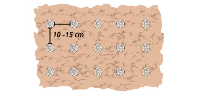 Si esegua la messa a dimora delle bulbose primaverili come se si trattasse di un nuovo impianto, seguendo uno schema che contempli una distanza variabile tra un bulbo e l’altro di circa 50 – 100 cm, a seconda della specie. Tutti i bulbi sono soggetti ai marciumi radicali; per evitarlo, si adagino su un fondo di sabbia che garantisca un efficiente drenaggio. Si esegua la messa a dimora delle bulbose primaverili come se si trattasse di un nuovo impianto, seguendo uno schema che contempli una distanza variabile tra un bulbo e l’altro di circa 50 – 100 cm, a seconda della specie. Tutti i bulbi sono soggetti ai marciumi radicali; per evitarlo, si adagino su un fondo di sabbia che garantisca un efficiente drenaggio.