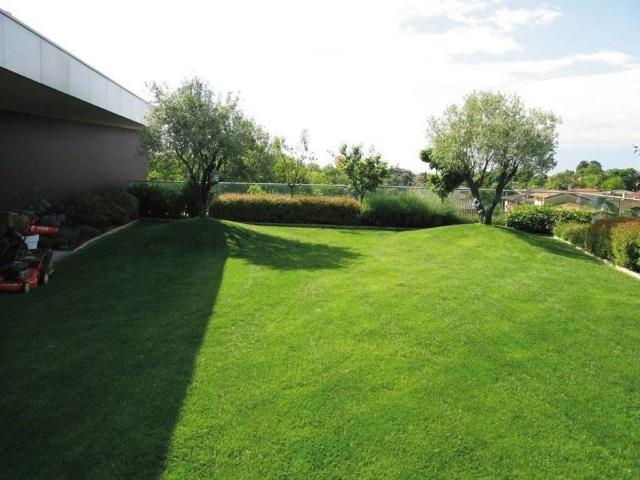 prato di Daku per giardino sul tetto prato di Daku per giardino sul tetto