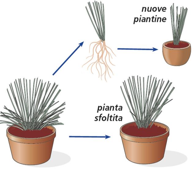2. Una pianta diventata troppo folta e compatta potrà essere sfoltita dividendone e separandone alcuni cespi, da ripiantare in altri vasi a creare nuove piante. La pianta viene così arieggiata e rinnovata. I cespi che si staccano dalla pianta originaria devono essere dotati di radici per sopravvivere, e devono essere ripiantati immediatamente in un nuovo terreno. Per staccarli, si scava attorno alla pianta, nella zona del colletto, in maniera tale da scoprire l’apparato radicale della pianta alla profondità giusta per staccarne i cespi, con delicatezza. 2. Una pianta diventata troppo folta e compatta potrà essere sfoltita dividendone e separandone alcuni cespi, da ripiantare in altri vasi a creare nuove piante. La pianta viene così arieggiata e rinnovata. I cespi che si staccano dalla pianta originaria devono essere dotati di radici per sopravvivere, e devono essere ripiantati immediatamente in un nuovo terreno. Per staccarli, si scava attorno alla pianta, nella zona del colletto, in maniera tale da scoprire l’apparato radicale della pianta alla profondità giusta per staccarne i cespi, con delicatezza.