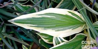 hosta-yellow-splash-1