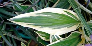 Hosta ‘Yellow splash’