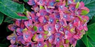 Hydrangea macrophylla ‘Saxon’, ortensia macrophylla