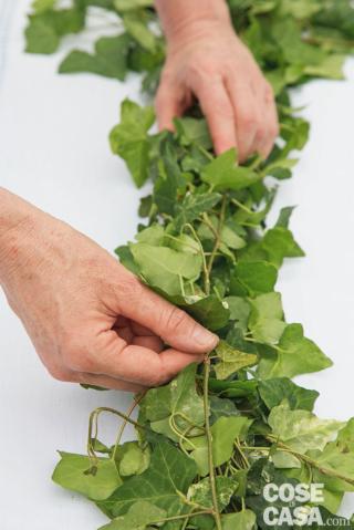 1. Prendere le sommità di 6 tralci di edera e fissarli insieme tra loro, legandoli con il filo di ferro. Procedere legando nuovi tralci uniti in gruppetti di 6 alla sommità dei tralci precedenti, fino a formare una ghirlanda che dovrà percorrere tutta la lunghezza del tavolo, fino a toccare terra. 1. Prendere le sommità di 6 tralci di edera e fissarli insieme tra loro, legandoli con il filo di ferro. Procedere legando nuovi tralci uniti in gruppetti di 6 alla sommità dei tralci precedenti, fino a formare una ghirlanda che dovrà percorrere tutta la lunghezza del tavolo, fino a toccare terra.
