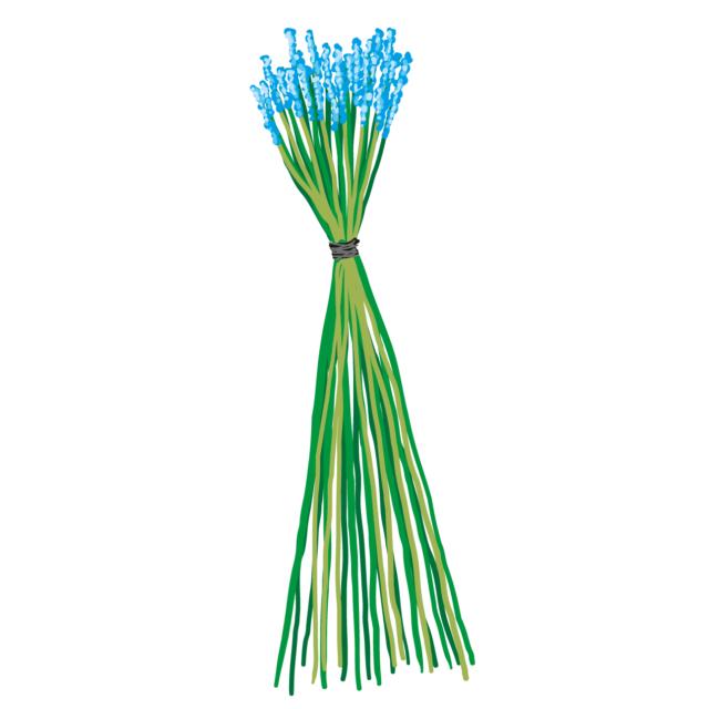 Utilizzando un paio di forbici ben affilate tagliare gli steli fiorali lasciando una lunghezza del gambo di almeno 20 cm. Con un filo di cotone legare tra loro gli steli, sotto le infiorescenze. Utilizzando un paio di forbici ben affilate tagliare gli steli fiorali lasciando una lunghezza del gambo di almeno 20 cm. Con un filo di cotone legare tra loro gli steli, sotto le infiorescenze.