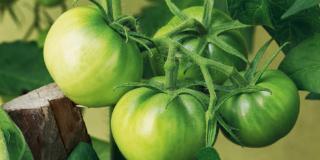 Pomodori verdi: come usarli