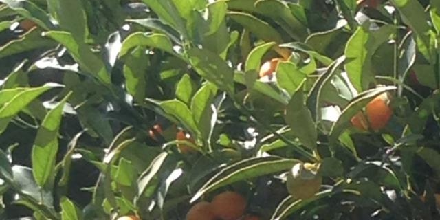 Gli agrumi di Villa della Pergola ad Alassio Gli agrumi di Villa della Pergola ad Alassio