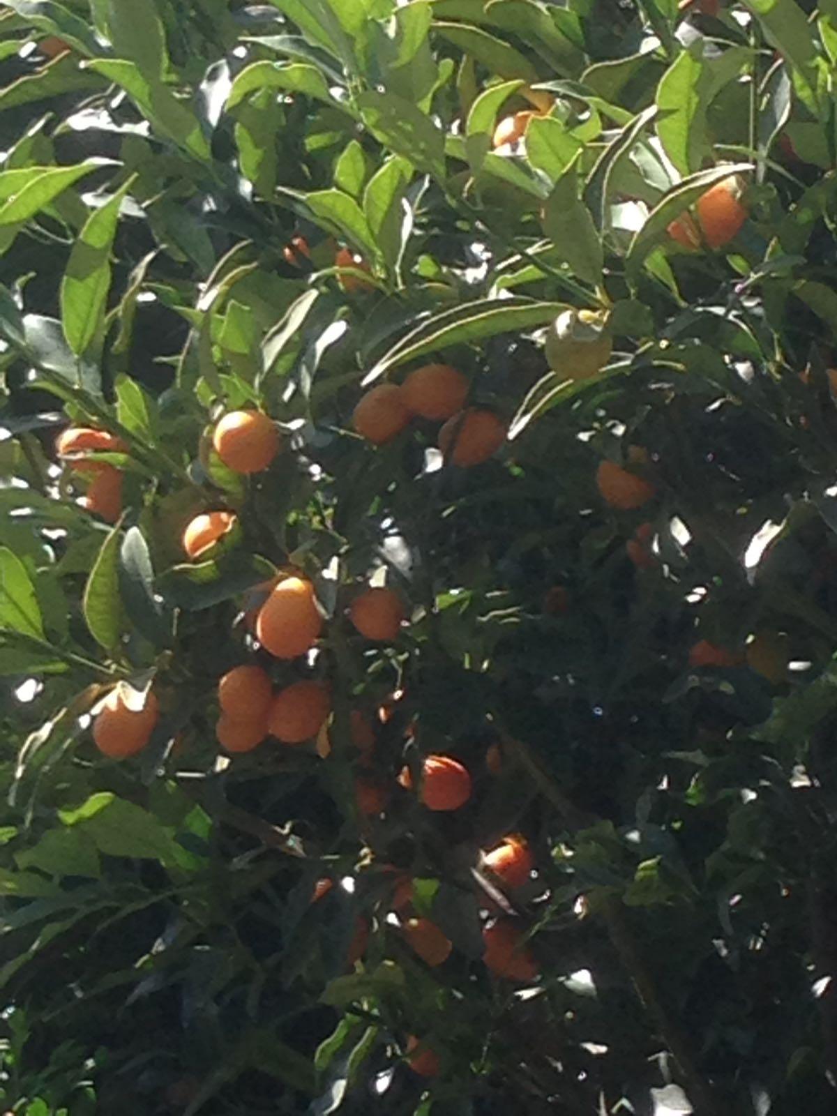 Il kumquat è noto anche con il nome di Fortunella, in omaggio al botanico britannico Robert Fortune che per primo lo introdusse in Europa dalla Cina.