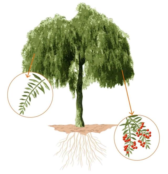 Oltre alla bellezza della sua ampia chioma (diametro di 5-6 metri), il falso pepe è apprezzato i frutti, simili a grani di pepe: sono delle piccole drupe tonde (del diametro di 5-6 mm) di colore rosa intenso, contenenti un solo piccolo seme nero: i frutti sono raggruppati in grappoli penduli che colorano e abbelliscono l’albero del falso pepe, permanendo sulla sua chioma per molte settimane, fino all’inverno. Iniziano a maturare proprio in questo periodo, in seguito alla fioritura estiva della pianta con l’apertura di fiorellini di colore bianco-giallastro. Oltre alla bellezza della sua ampia chioma (diametro di 5-6 metri), il falso pepe è apprezzato i frutti, simili a grani di pepe: sono delle piccole drupe tonde (del diametro di 5-6 mm) di colore rosa intenso, contenenti un solo piccolo seme nero: i frutti sono raggruppati in grappoli penduli che colorano e abbelliscono l’albero del falso pepe, permanendo sulla sua chioma per molte settimane, fino all’inverno. Iniziano a maturare proprio in questo periodo, in seguito alla fioritura estiva della pianta con l’apertura di fiorellini di colore bianco-giallastro.