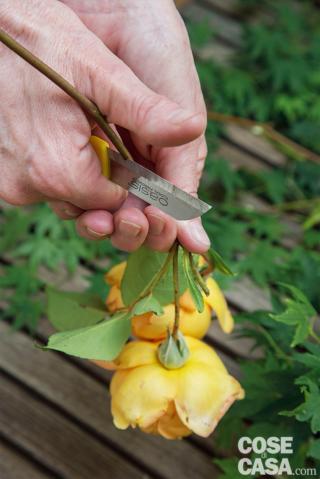 4. Preparare i fiori e gli altri rametti. Tagliare gli steli dei fiori a un’altezza di circa 8 cm con un coltellino affilato e tenuto a 45° e, con le cesoie, tagliare i rami a 9-10 cm. Eliminare anche le foglie e le spine di rose, Euonymus e Cirsium, lasciando solo quelle vicine alla corolla o ai frutti. 4. Preparare i fiori e gli altri rametti. Tagliare gli steli dei fiori a un’altezza di circa 8 cm con un coltellino affilato e tenuto a 45° e, con le cesoie, tagliare i rami a 9-10 cm. Eliminare anche le foglie e le spine di rose, Euonymus e Cirsium, lasciando solo quelle vicine alla corolla o ai frutti.